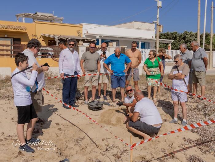 Nido di "caretta caretta" scoperto su litorale del Trapanese