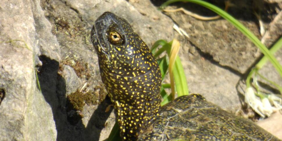 Palermo, mercato illegale di fauna selvatica a Ballarò: sequestrate quattro rarissime tartarughe