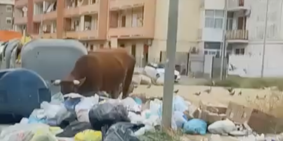 Palermo, il video dei vitelli al pascolo tra i rifiuti a Borgo Nuovo