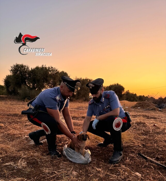 Cagnolino in un sacco nel Siracusano, salvato dai carabinieri