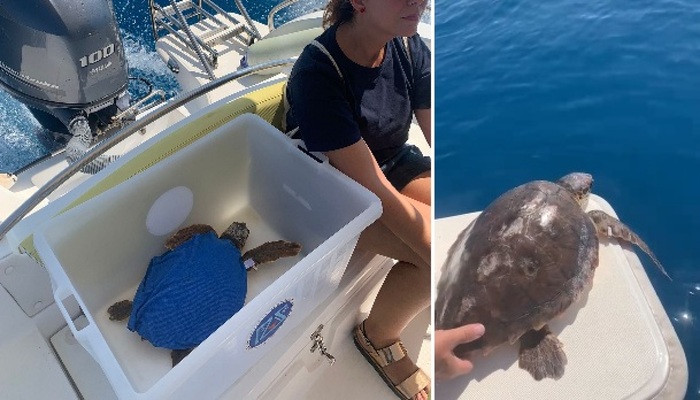 Dopo le cure liberate oggi a Sciacca due tartarughe marine