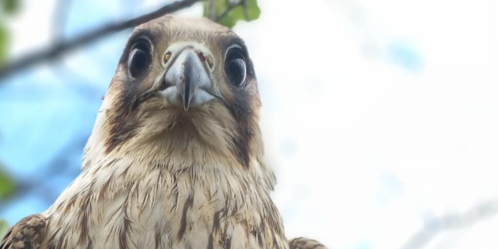 Salina, grazie alla sensibilità di un isolano salvato un Falco che era rimasto ferito