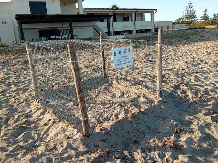 Trovati 2 nidi di "caretta caretta" su spiagge Trapanesi