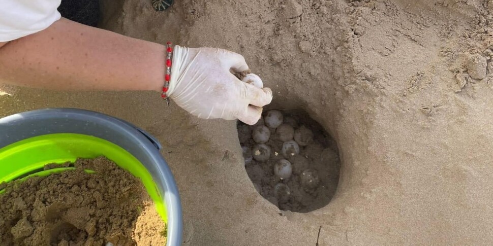 Palermo, un altro nido di Caretta caretta scoperto a Mondello: verrà recintato