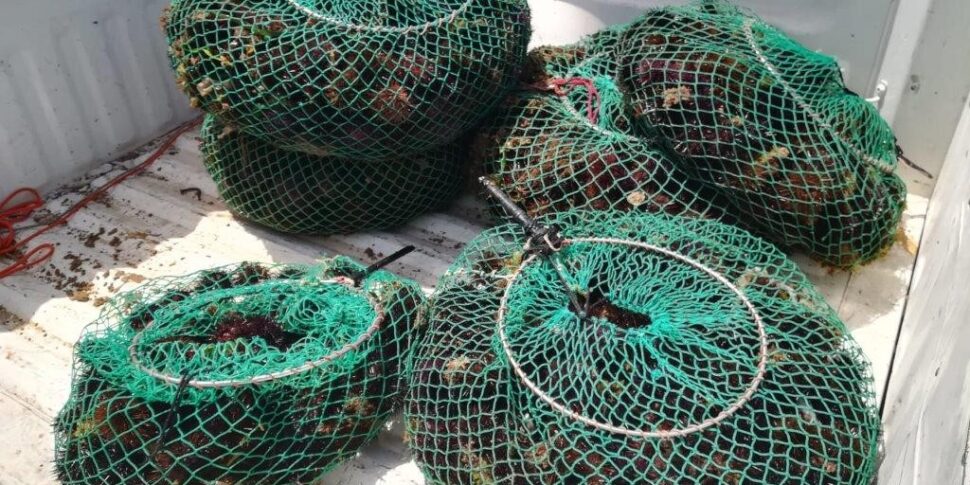 Palermitano scoperto con mille ricci pescati illegalmente alla foce del fiume Naro