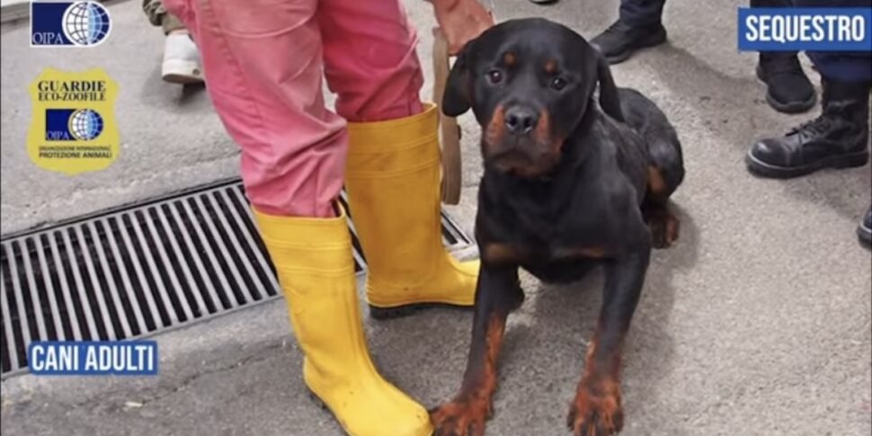 L'Oipa sequestra 15 rottweiler a Linguaglossa, scatta una denuncia per maltrattamento di animali