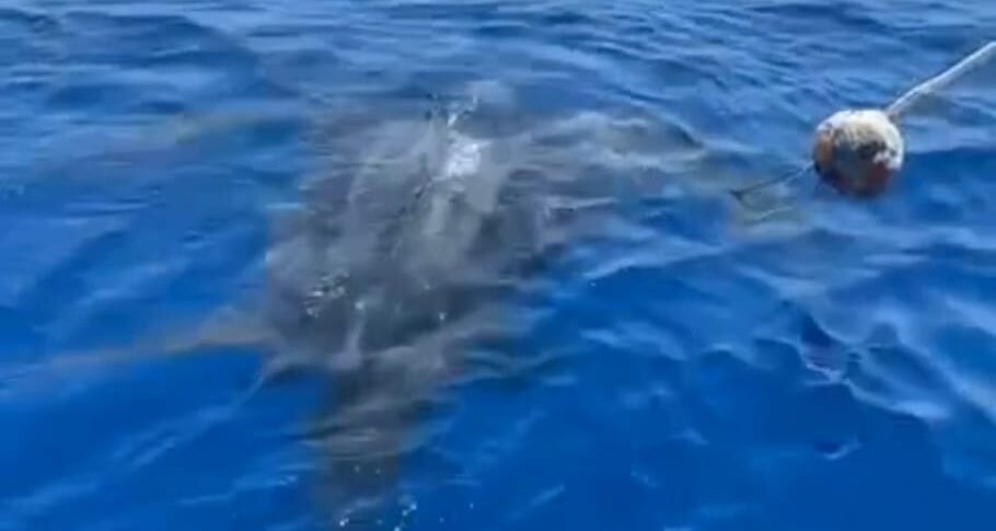 Lipari, rarissima tartaruga «intrappolata» in una cima soccorsa da diportisti