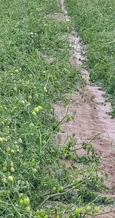 Maltempo: titolare cascina, 'in 15 minuti perso 100% raccolto'