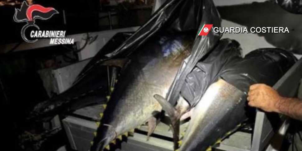 Quattro tonni sequestrati a Panarea, erano stati pescati fuori stagione