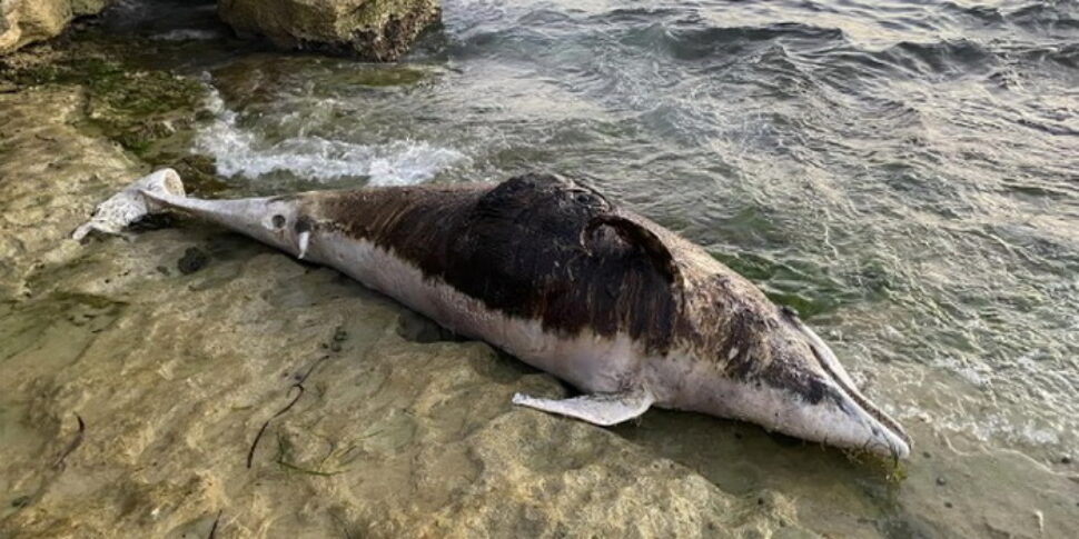 Scicli, delfino trovato morto in spiaggia a Cava d'Aliga