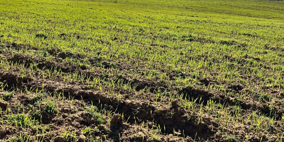 Siccità, Aricò: «Più veloci le procedure per il rilascio delle autorizzazioni al prelievo di acqua per uso non domestico»