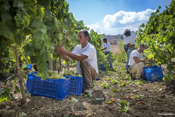 Vino: al via la vendemmia 2024 a Donnafugata