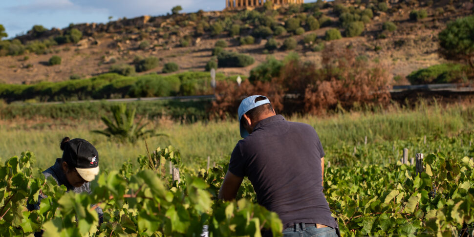 Al via in Sicilia la vendemmia 2024, Assovini: uve integre e sane per un’annata di qualità