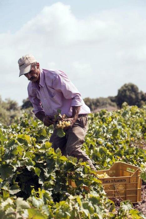 Al via in anticipo la vendemmia in Sicilia a causa del caldo