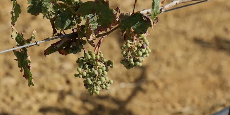 Vino, Cia: annata in chiaroscuro tra peronospora e siccità