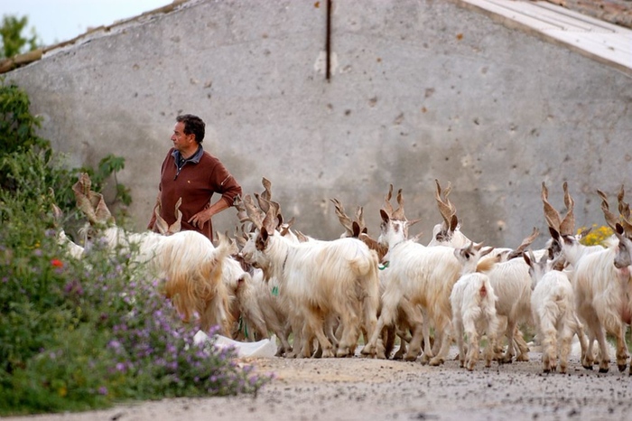 Siccità: allevatori capre girgentane, viviamo in un deserto