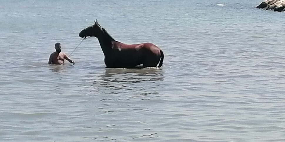 Un cavallo a mare a Sant'Erasmo, la regista Giusi Cataldo: «Solo a Palermo...»