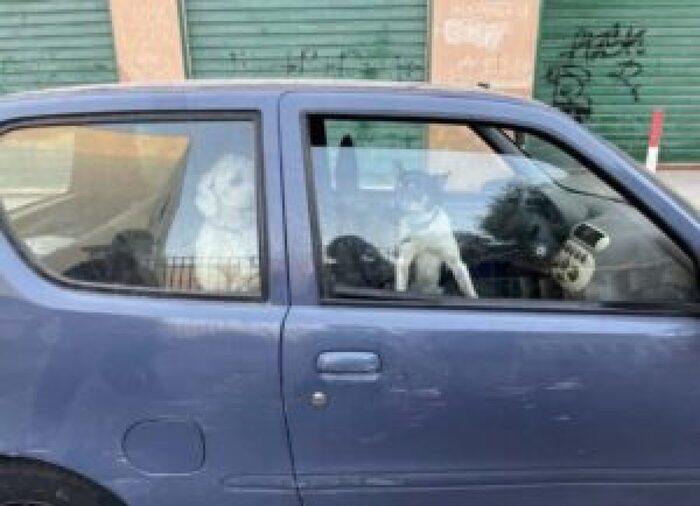 Cani costretti a vivere in auto senza acqua e cibo, salvati