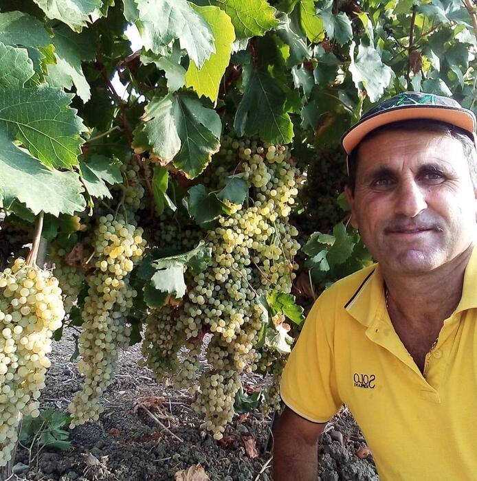 Maltempo: grandine danneggia uliveti e vigneti nel trapanese