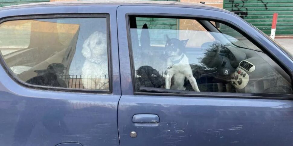 Palermo, cani costretti a vivere in auto senza acqua e cibo: il proprietario accusato di abbandono di animali