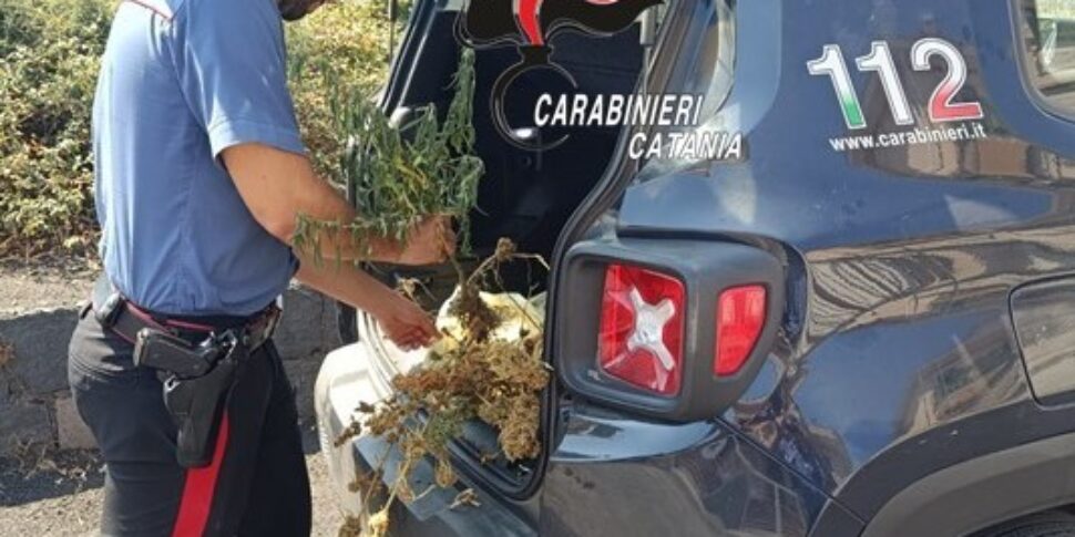 Piantagione di canapa indiana scoperta a Zafferana, una denuncia