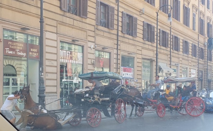 Cavallo cade a Palermo, intervenuta la polizia municipale