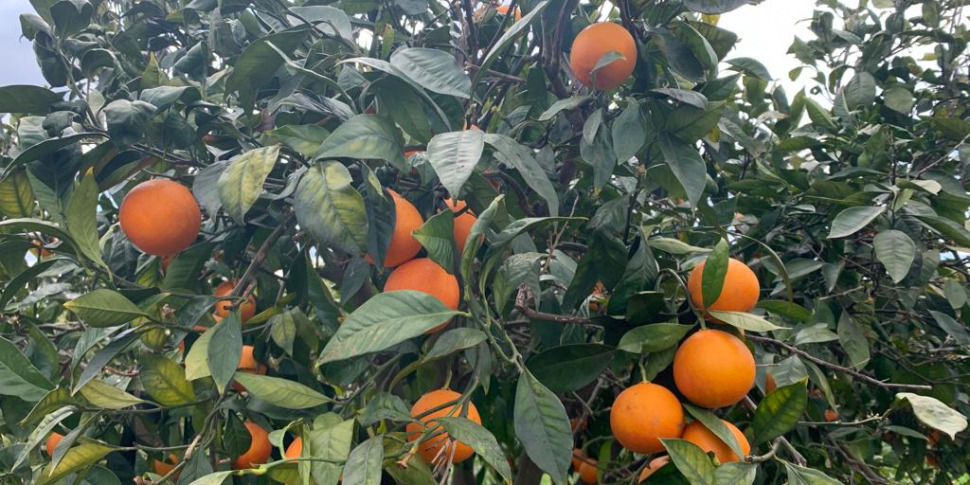 Acqua, ultimi rifornimenti ma metà delle arance siciliane è a rischio