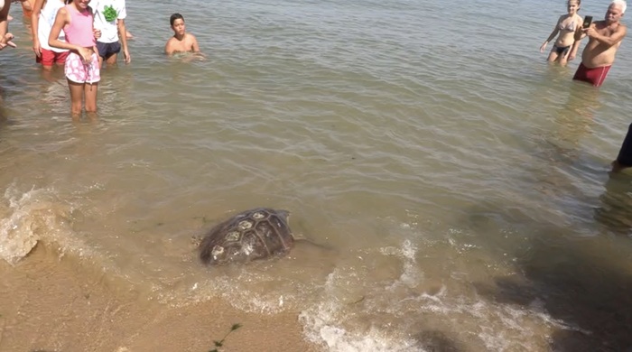 Studenti liberano due Caretta caretta in mare