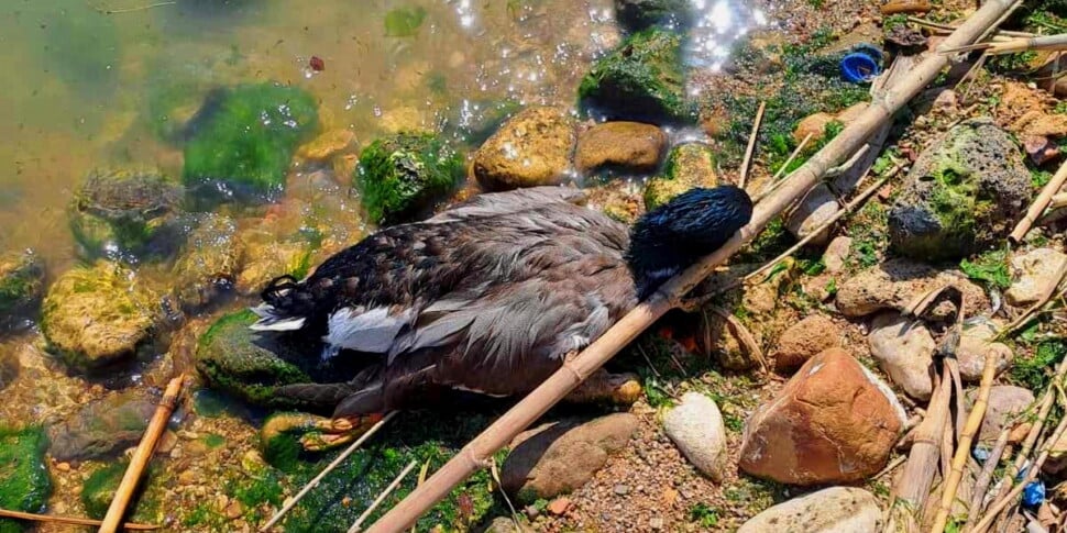 Agrigento, due anatre e un’oca trovate morte alla foce del fiume Akragas