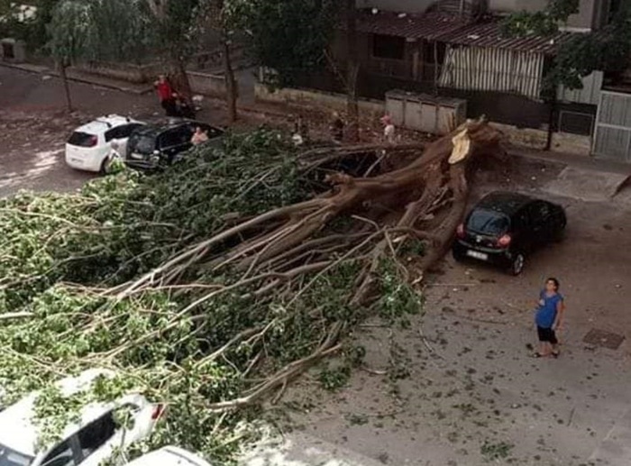 Albero cade a Palermo, danneggiate auto