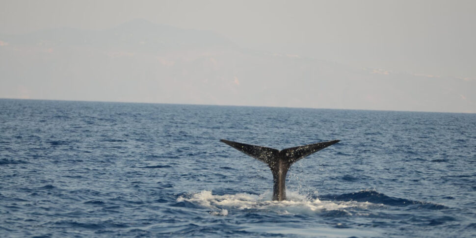 La danza dei capodogli tra le isole Eolie