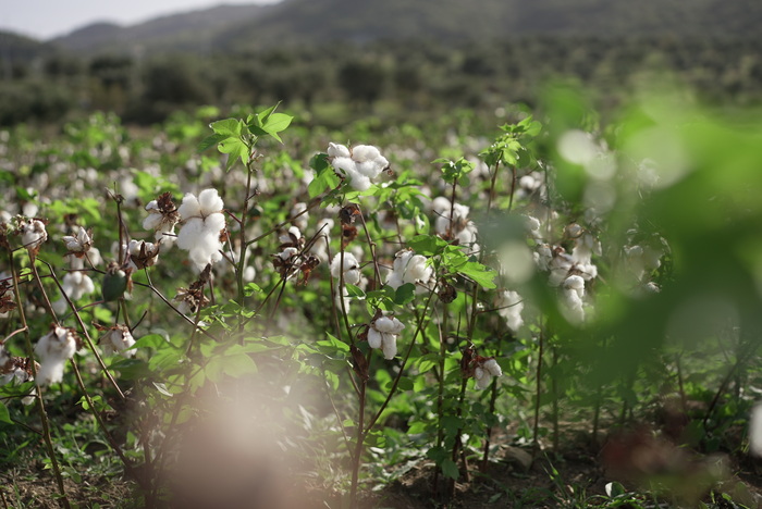 A Siracusa debutta il 'cotone made in Sicily'