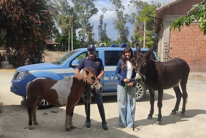 Ritrovati asina e pony rubati, polizia li salva dal macello