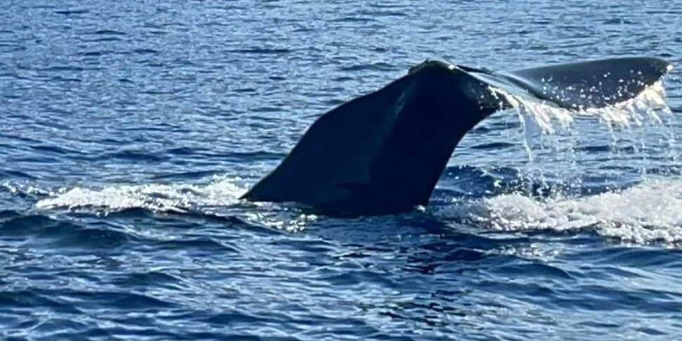 Nel mare delle Eolie capodogli, delfini ma anche tanta plastica e «cannizzi»