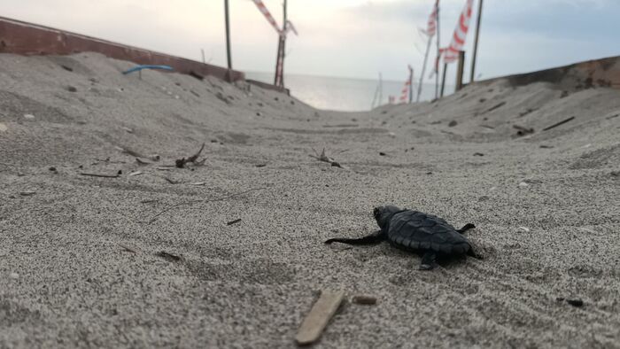 Tartarughe marine, in Sicilia censiti 184 nidi, 6mila neonate