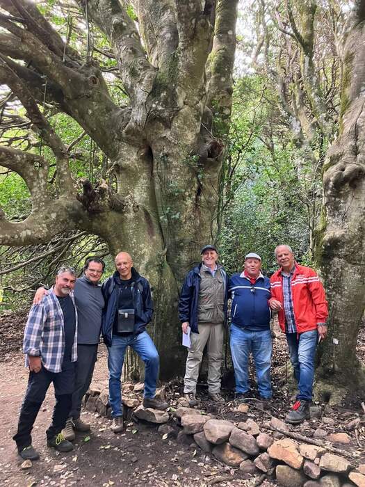 Studio sul bosco di agrifoglio nel Parco delle Madonie