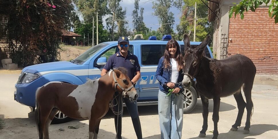 Ritrovati un pony e un'asina rubati a Ramacca, salvati dal macello