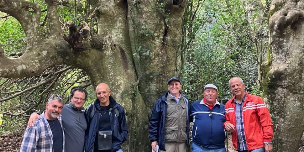 La piccola Norvegia di Sicilia è sulle Madonie: un progetto per la tutela degli agrifogli