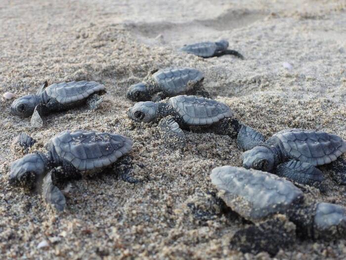 Caretta caretta, in Sicilia il numero più alto di nidi nel 2024