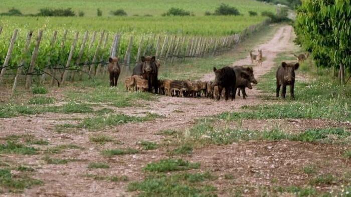 Imprenditore, "cinghiali mangiano uva, denuncio la Regione"