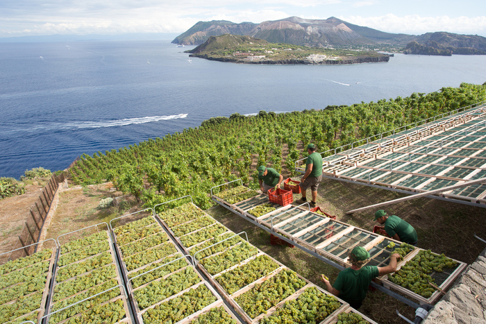 Cambiamento climatico, la Sicilia del vino raccoglie la sfida