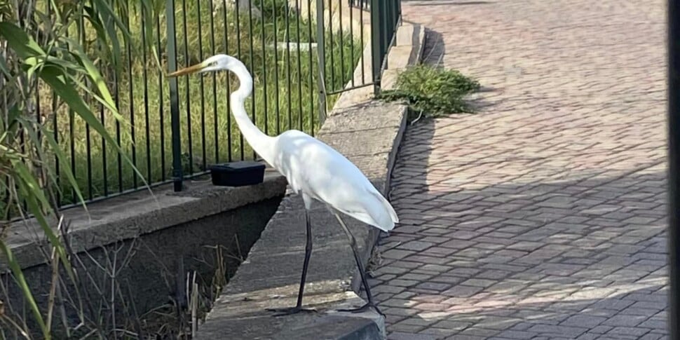 Un airone bianco passeggia a Stromboli