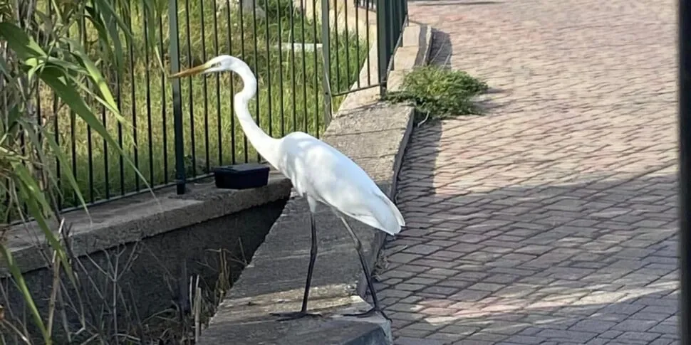 Un airone bianco passeggia a Stromboli