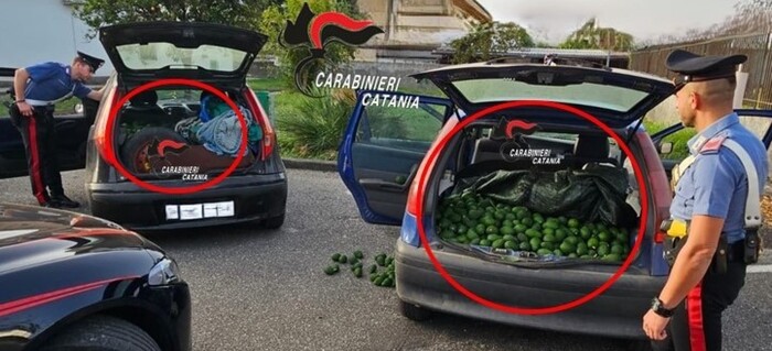 Rubati 700 kg di avocado in campagne del Catanese, 4 denunce