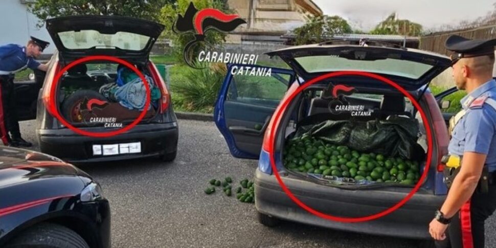 Nelle auto 700 chili di avocado rubato: quattro denunciati a Fiumefreddo di Sicilia