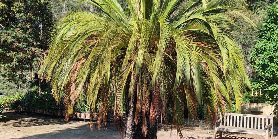 Un riconoscimento internazionale di bellezza e fascino dell’Orto Botanico dell’Università degli Studi di Palermo