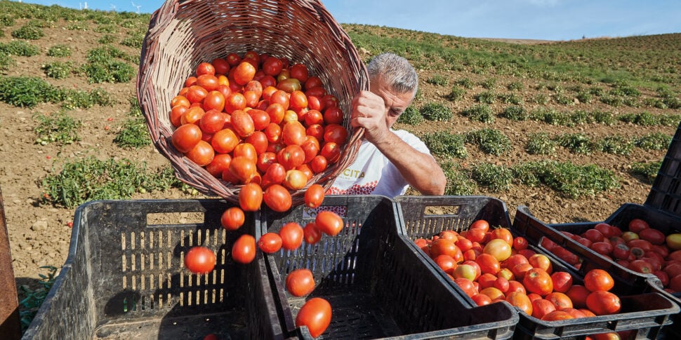 Cooperativa Rinascita: la bontà del pomodoro siccagno