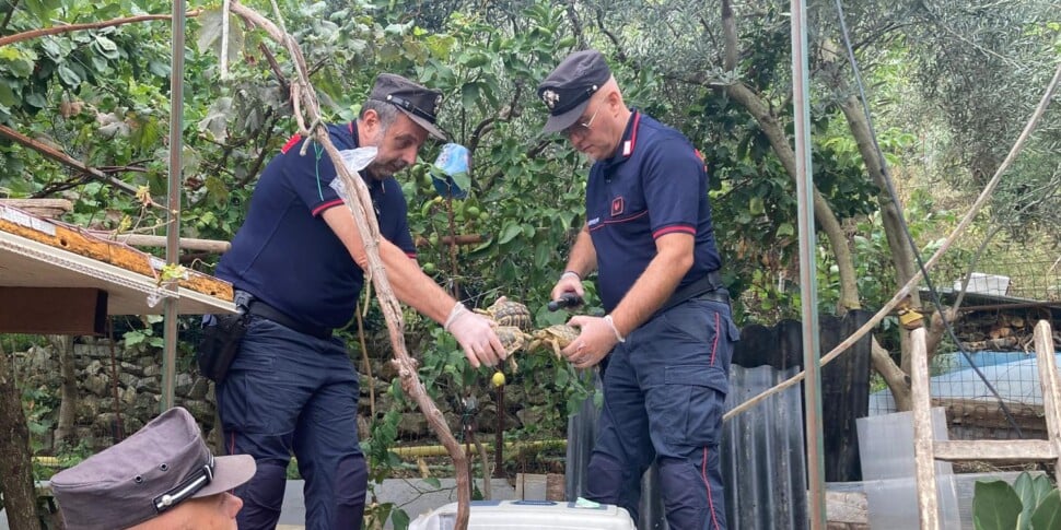 Alleva esemplari di tartarughe in casa, denunciato a Monreale