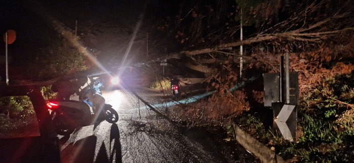 Albero crolla nella provinciale nel Palermitano