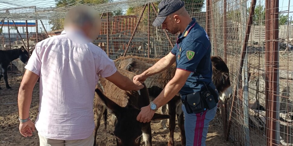 Gli asini di un allevamento abusivo fuggono e arrivano sulla pista dell'aeroporto di Catania